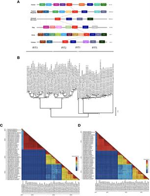 Interferon-induced protein with tetratricopeptide repeats 5 of black fruit bat (Pteropus alecto) displays a broad inhibition of RNA viruses